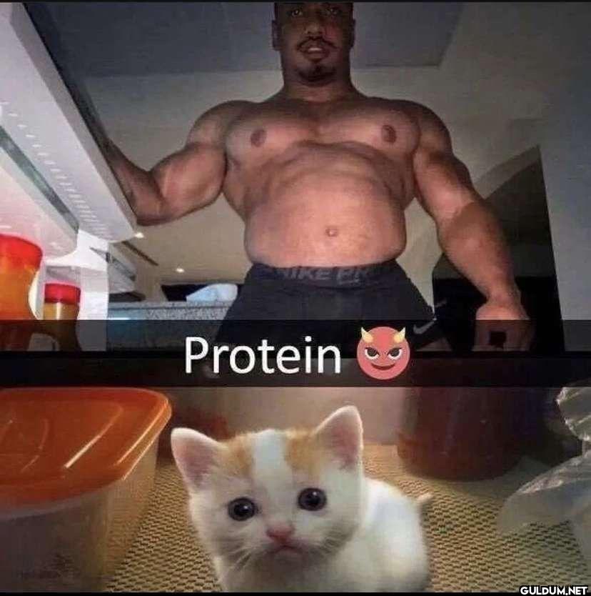 Protein