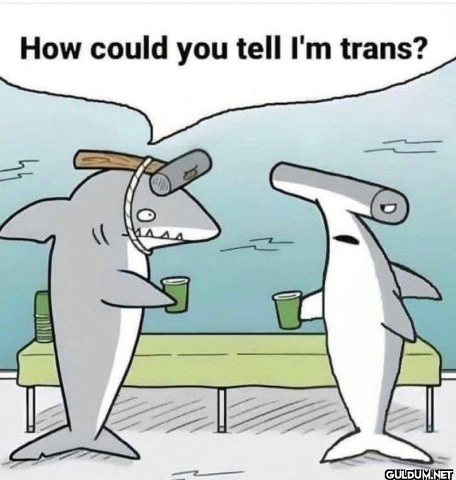 😆    How could you tell I'm trans?