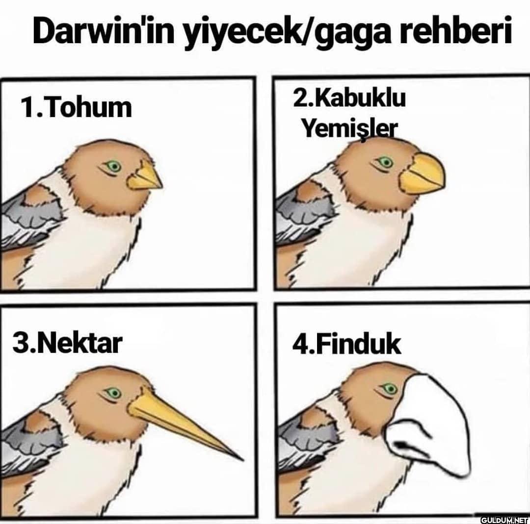 Darwin'in yiyecek/gaga...