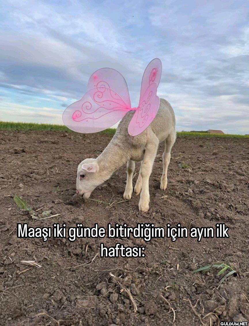 Maaşı iki günde bitirdiğim...