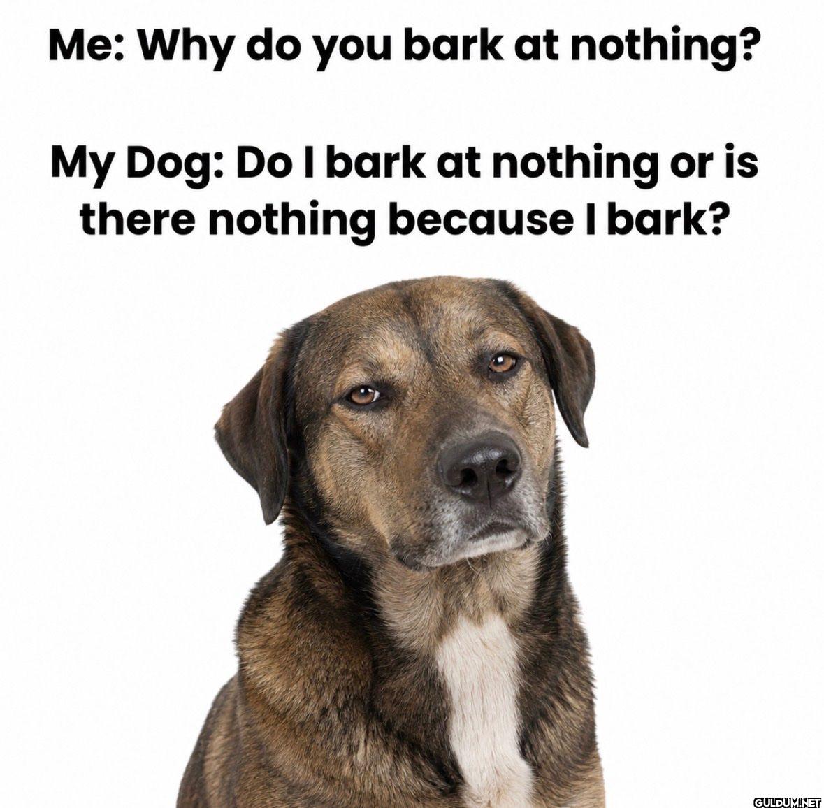 Me Why do you bark at...