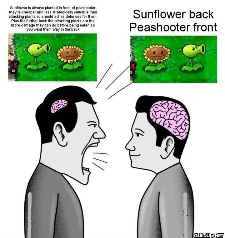 Sunflower is always...