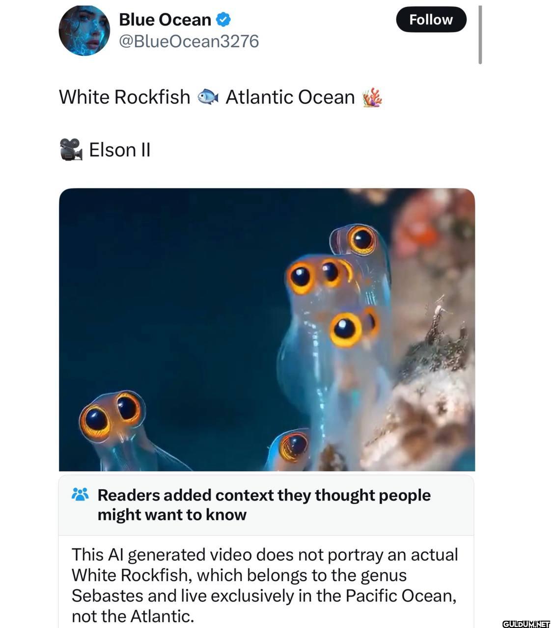 White Rockfish Atlantic...