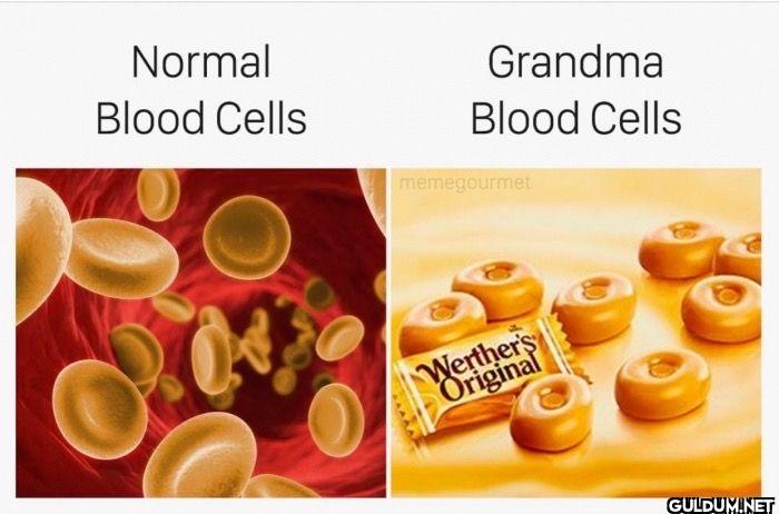 Normal Blood Cells Grandma...