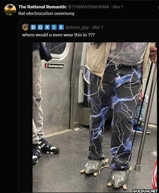 Rat electrocution ceremony...