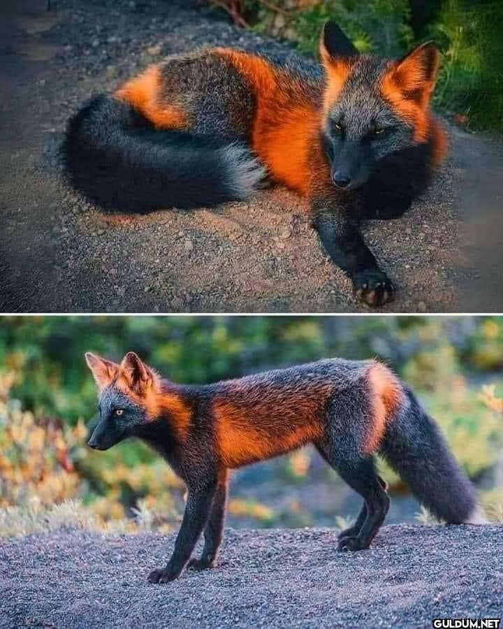 A beautiful melanistic...