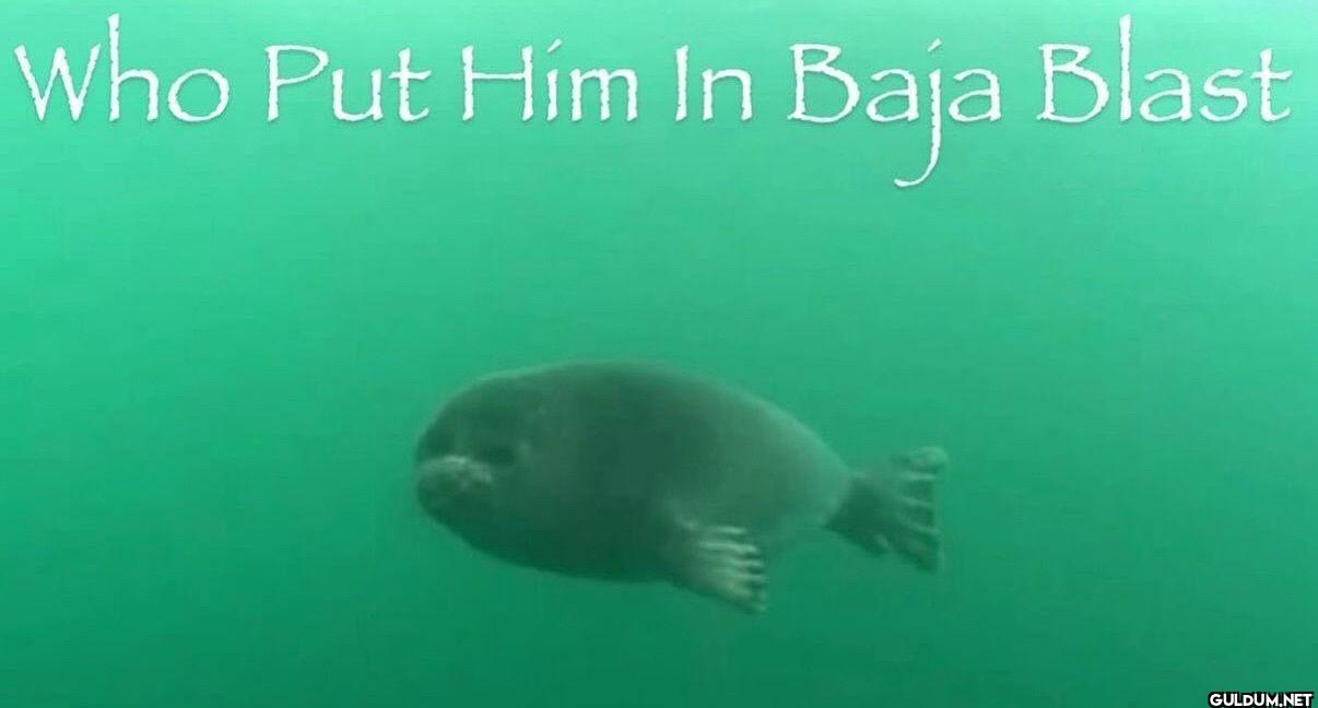 Who Put Him In Baja Blast