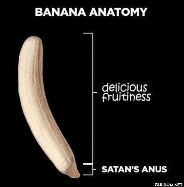 ︎ ︎ ︎ ︎    BANANA ANATOMY...