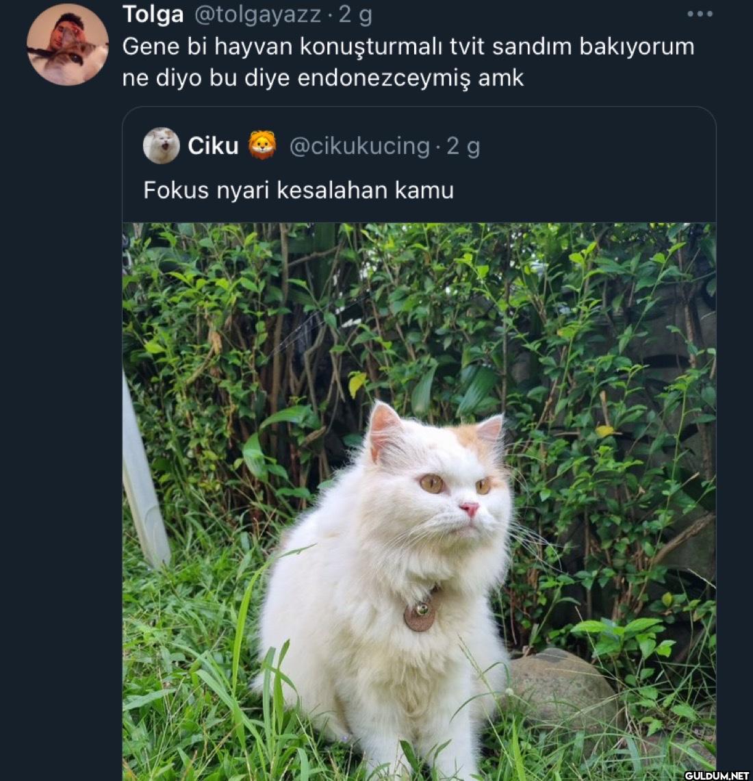 2 g Gene bi hayvan...