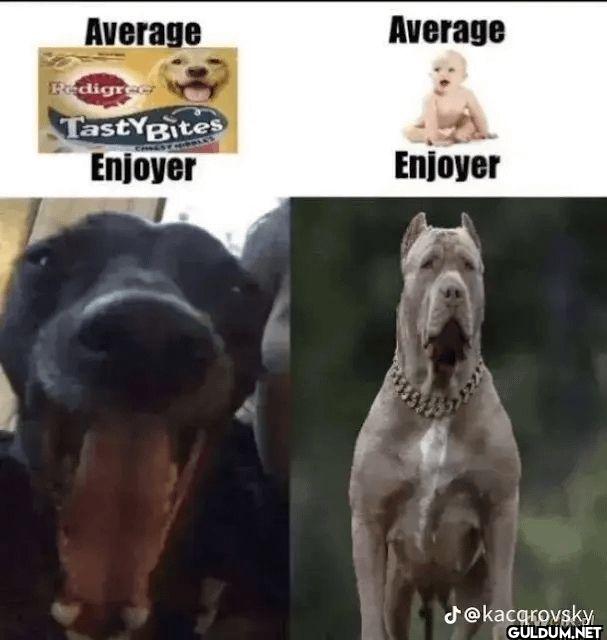 Average Average Redigree...