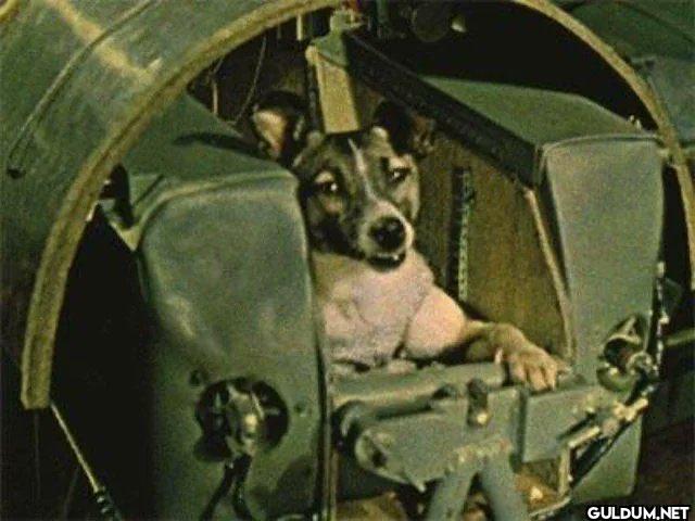 5. Laika, uzaya çıkan ilk...