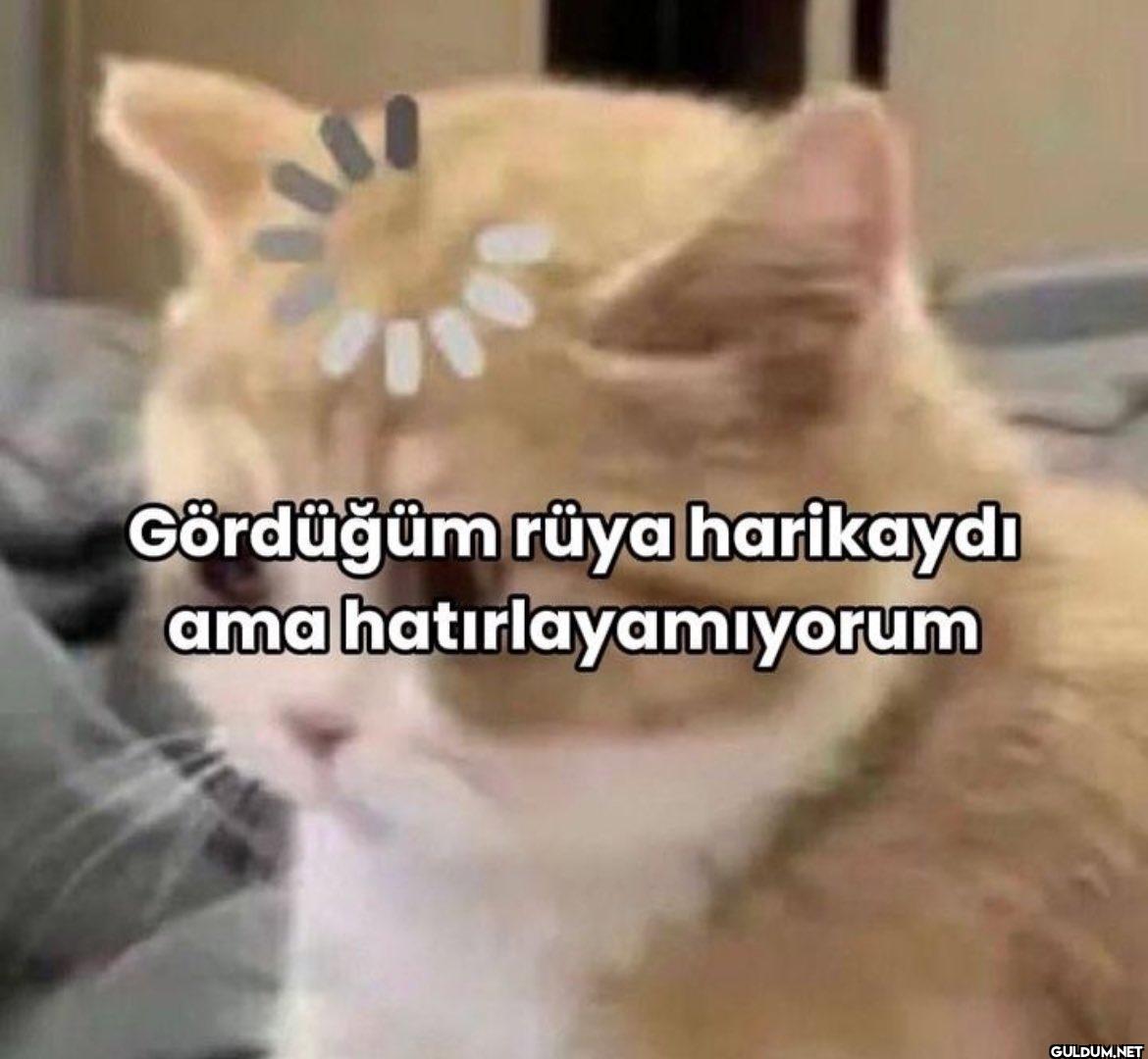 Gördüğüm rüya harikaydı...