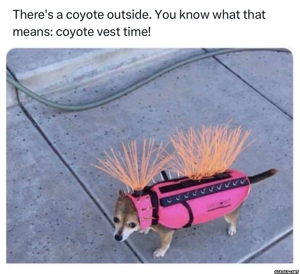 There's a coyote outside....