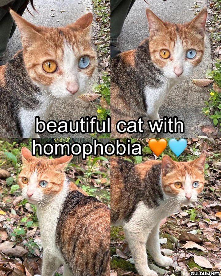 beautiful cat with homophobia