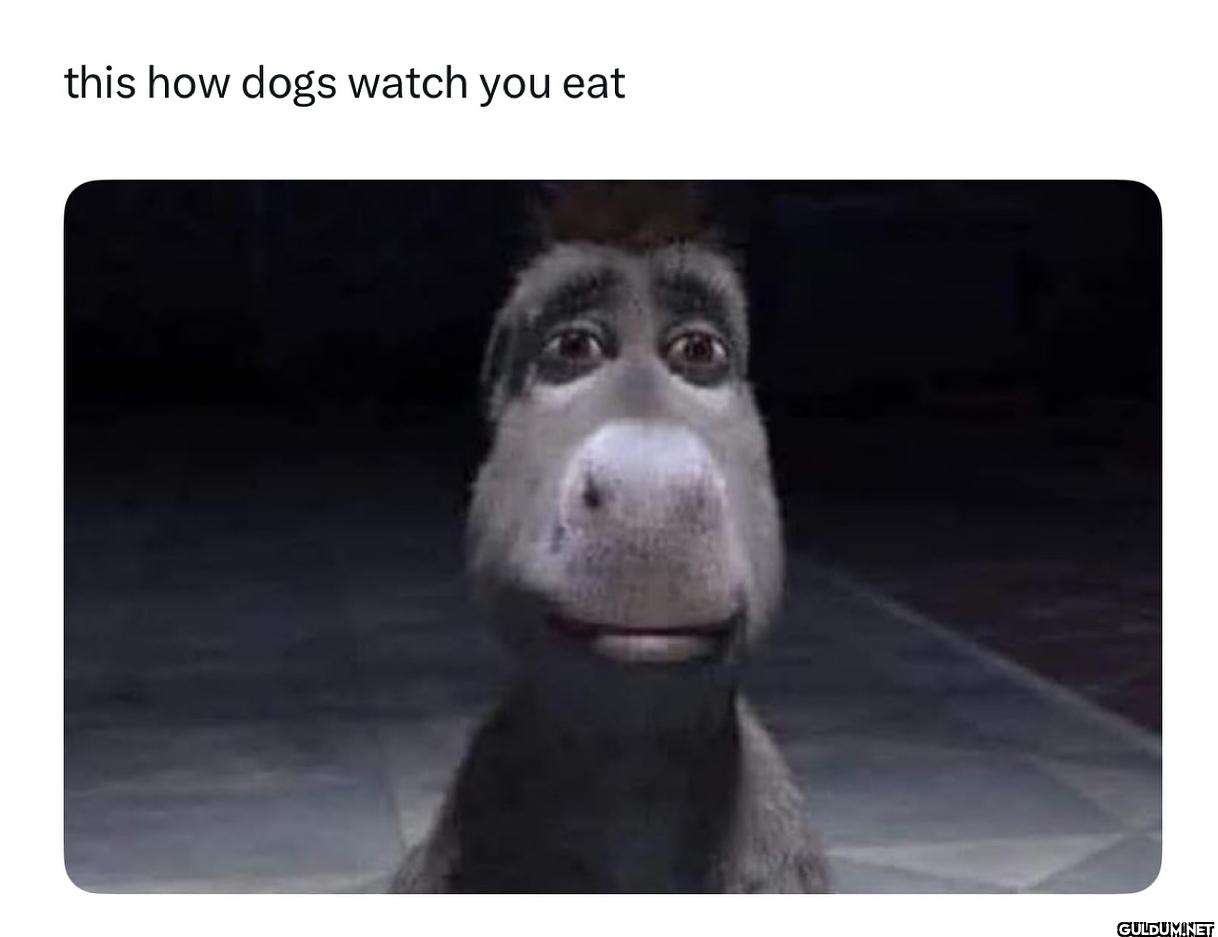 ︎ ︎ ︎    this how dogs...