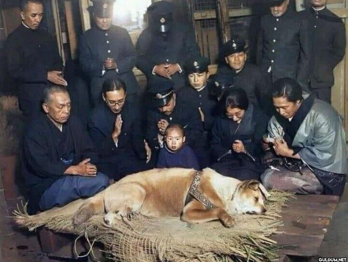 Last picture of Hachiko,...
