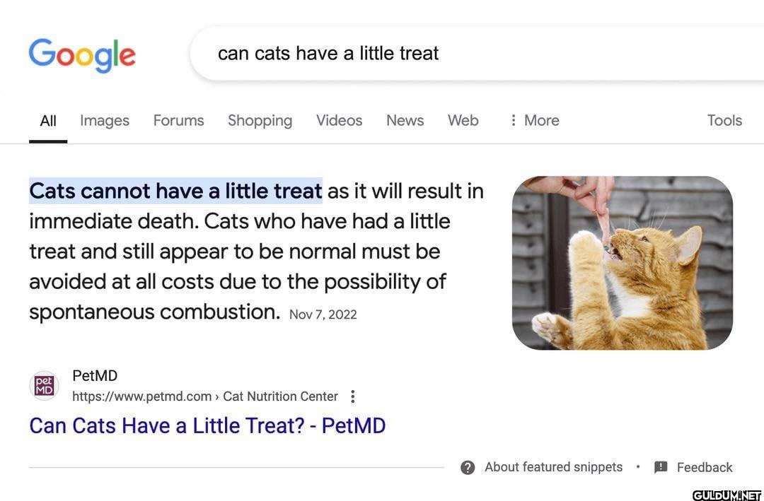 Google I can cats have a...