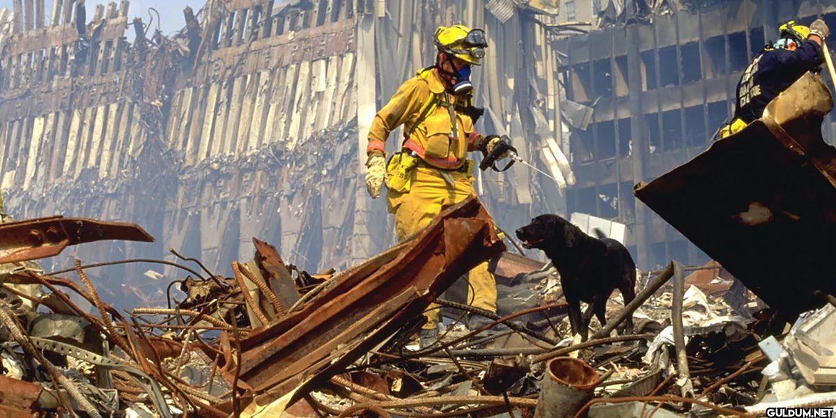 The 9/11 rescue dogs...