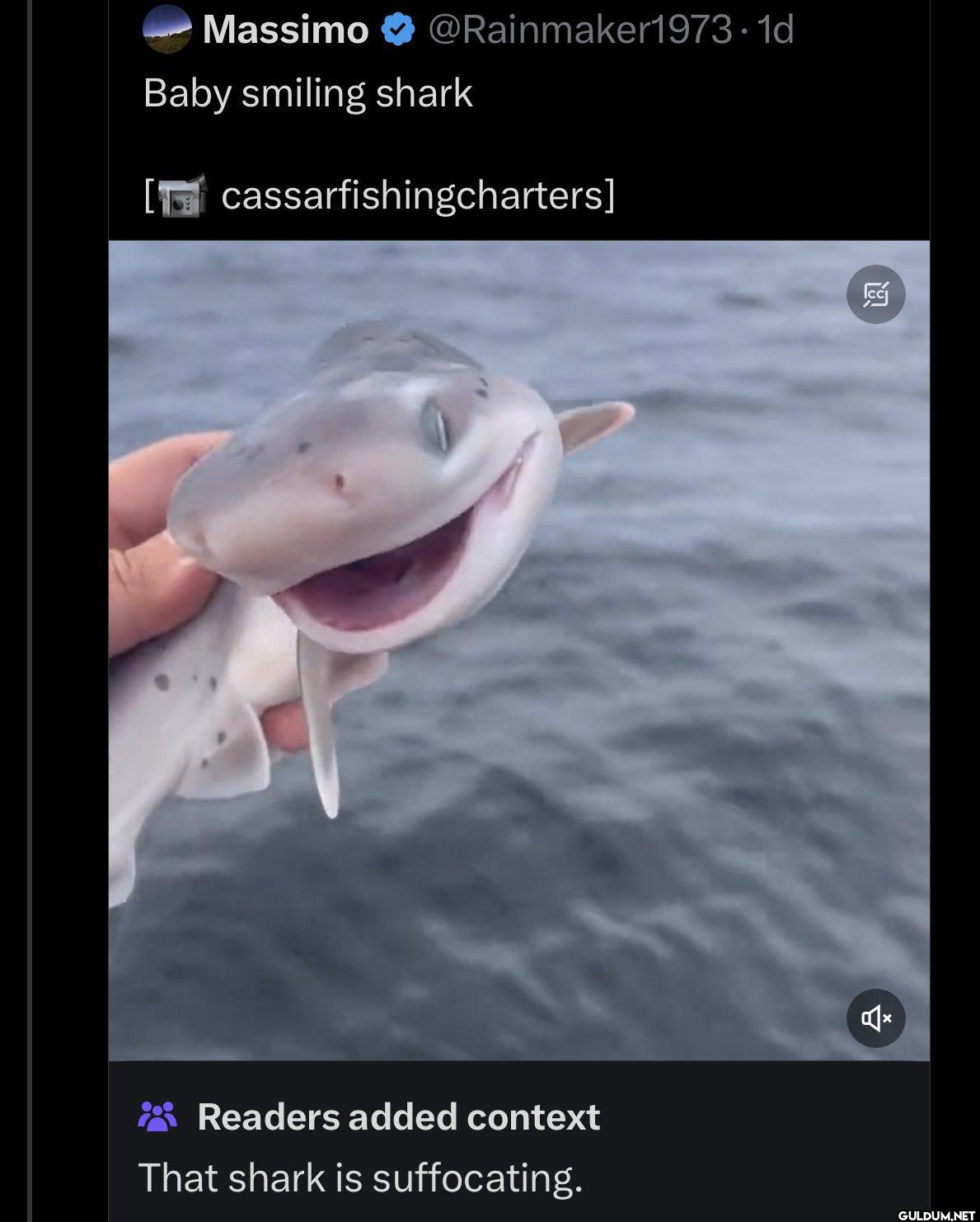 Baby smiling shark...