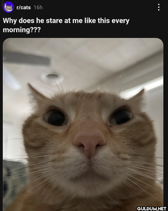 r/cats 16h Why does he...