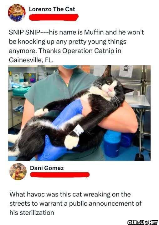 Lorenzo The Cat SNIP...
