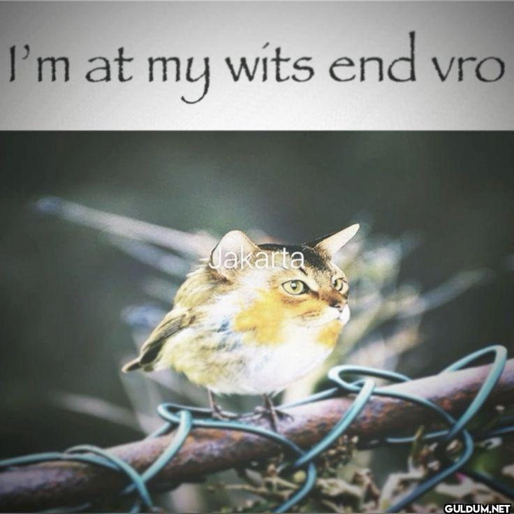 I'm at my wits end vro Jakarta
