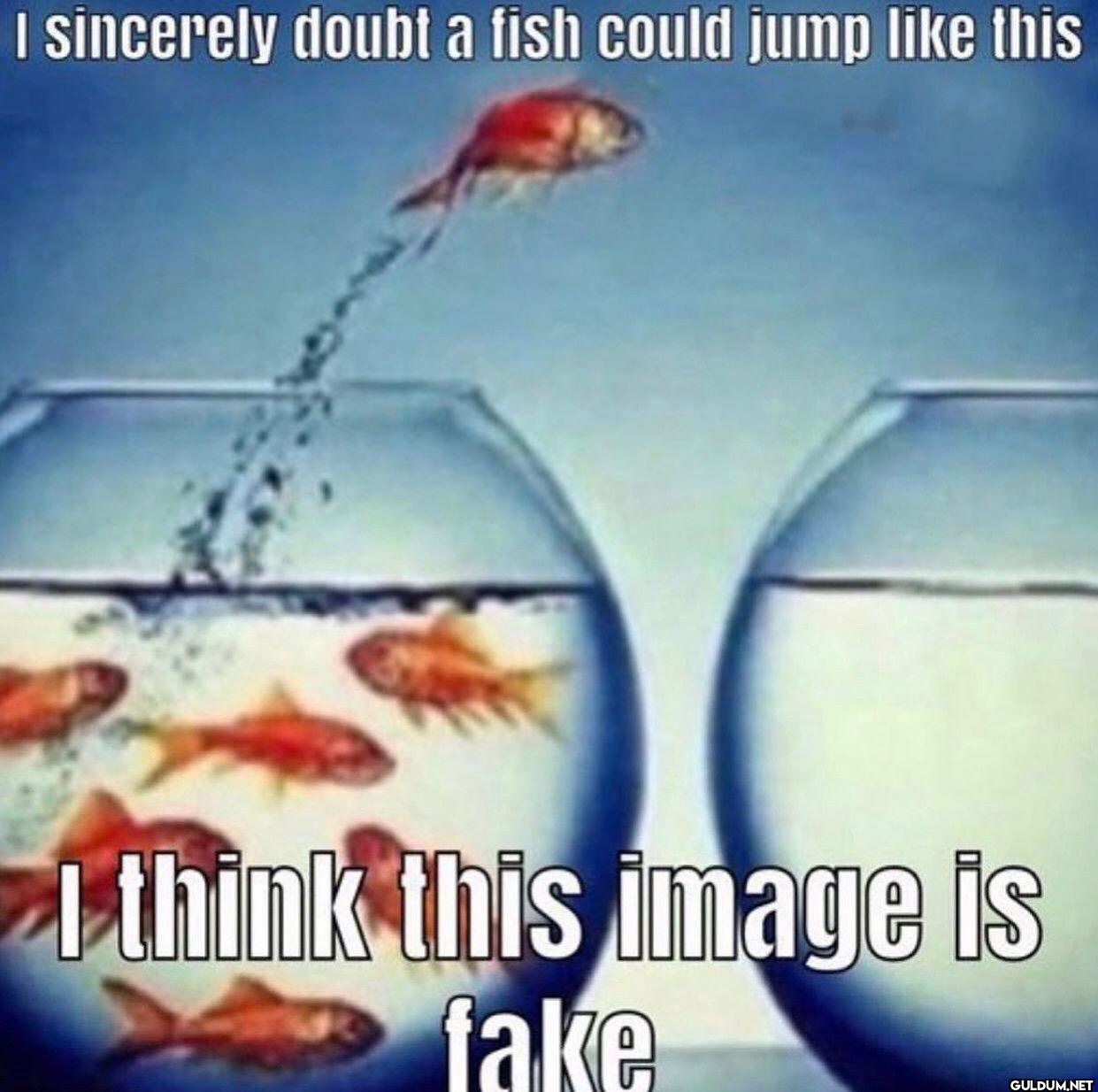 I sincerely doubt a fish...