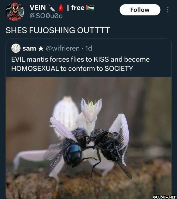SHES FUJOSHING OUTTT sam...