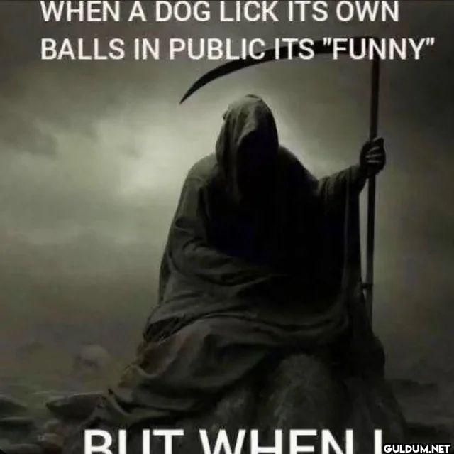 WHEN A DOG LICK ITS OWN...