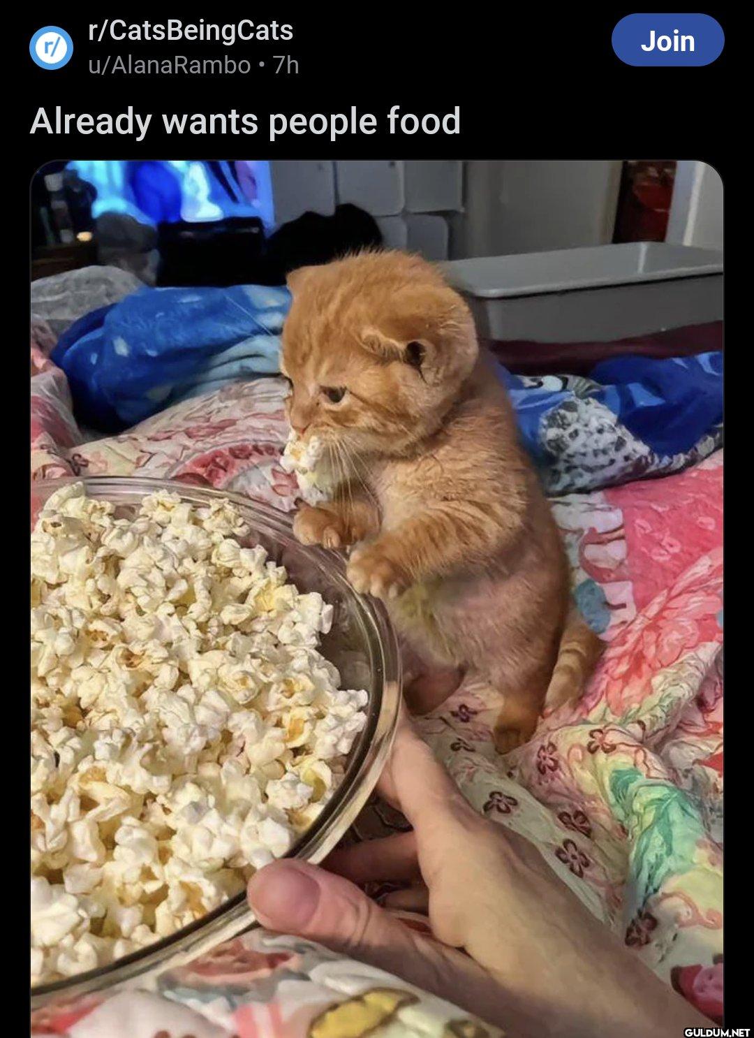 r/ r/CatsBeingCats...