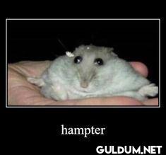 hampter