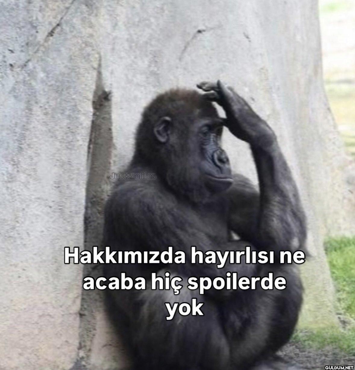 Justthelifes Hakkımızda...