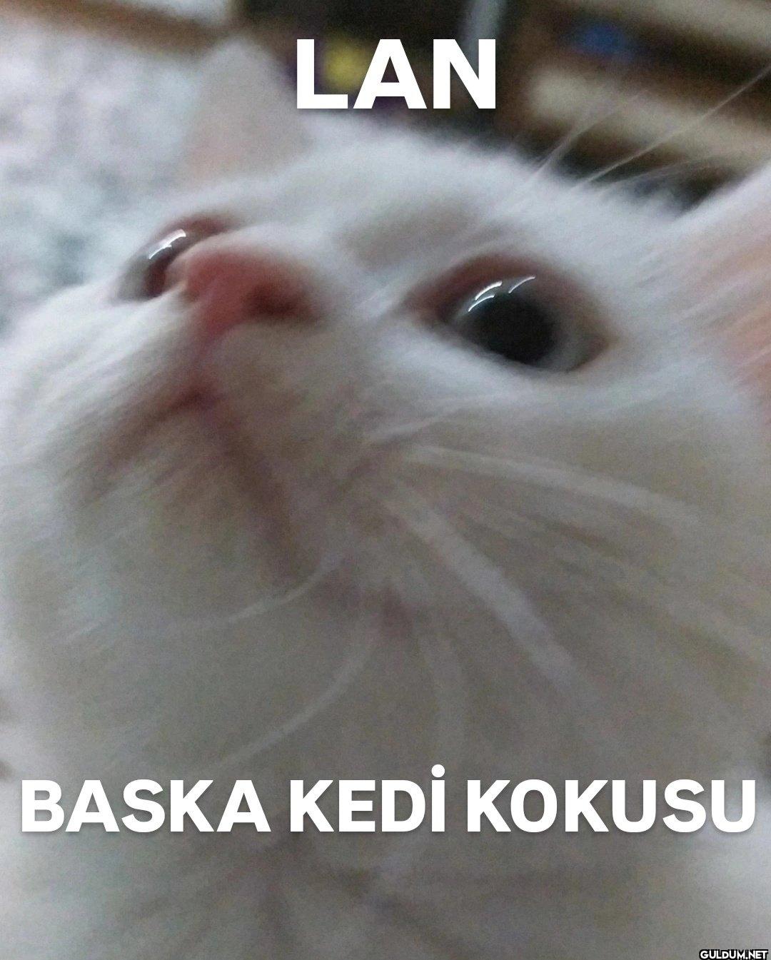 LAN BASKA KEDİ KOKUSU