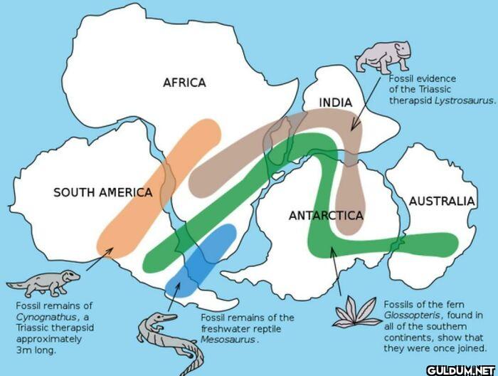2.  Existence Of Pangaea...