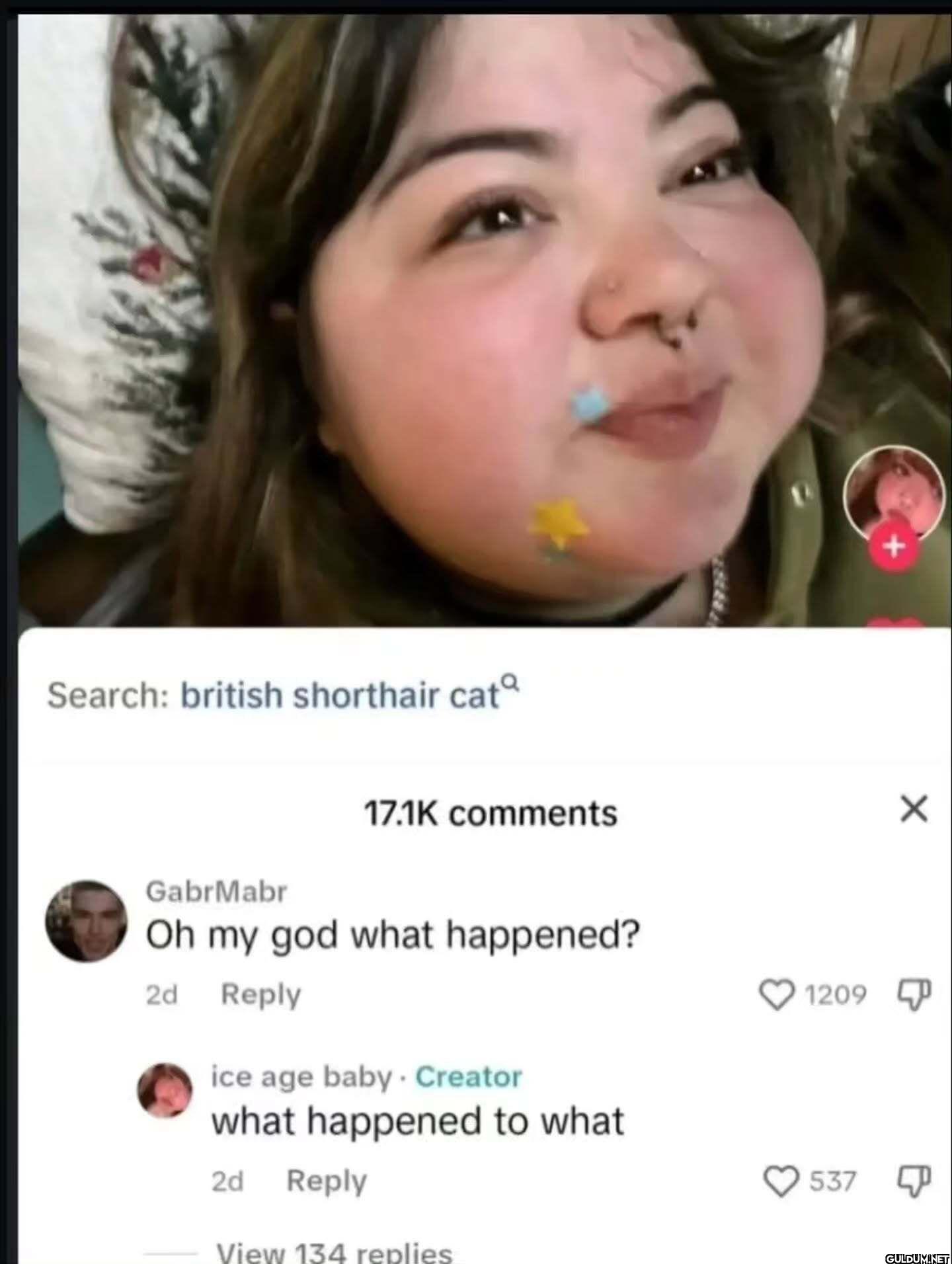 Search british shorthair...