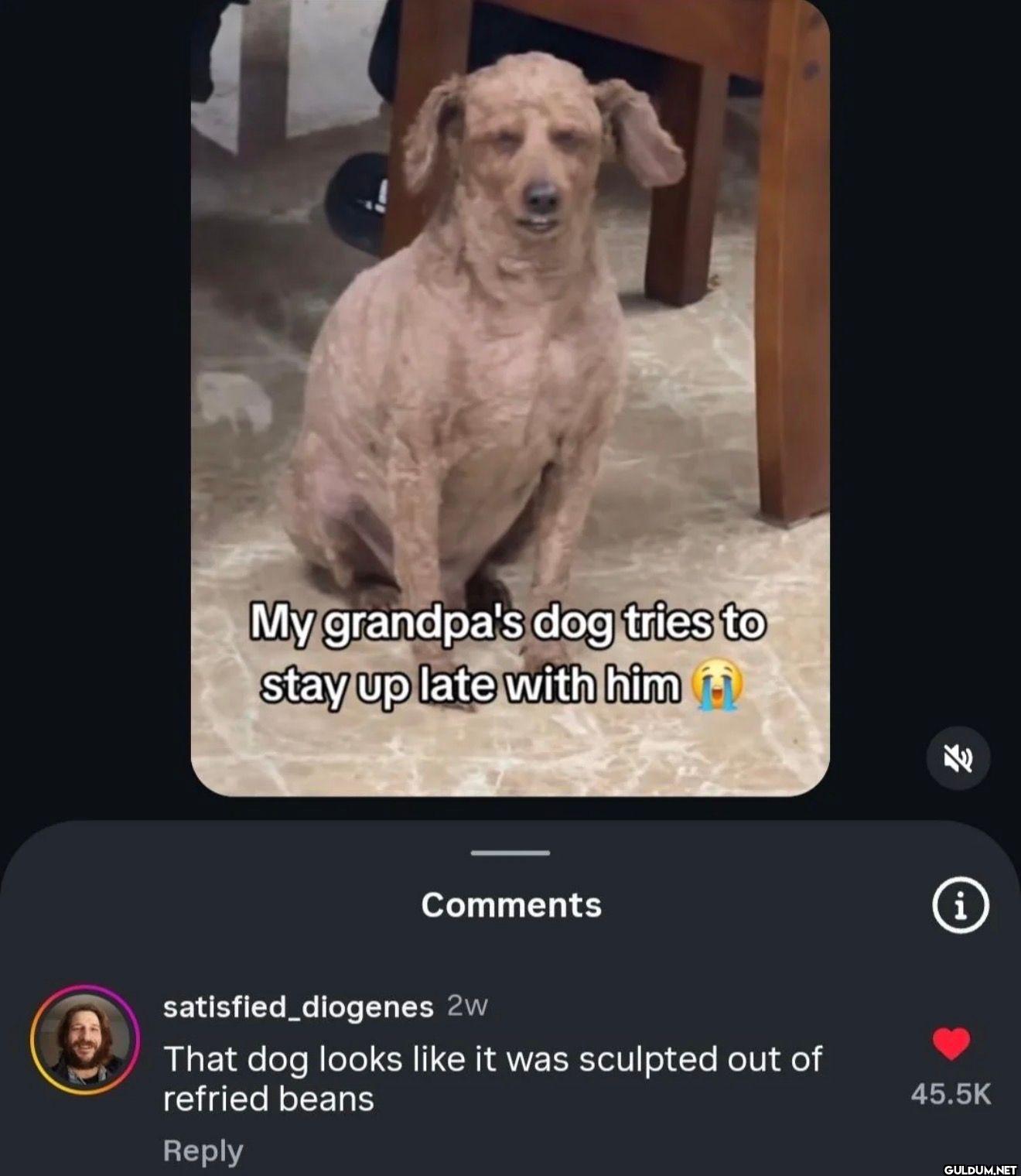 My grandpa's dog tries to...