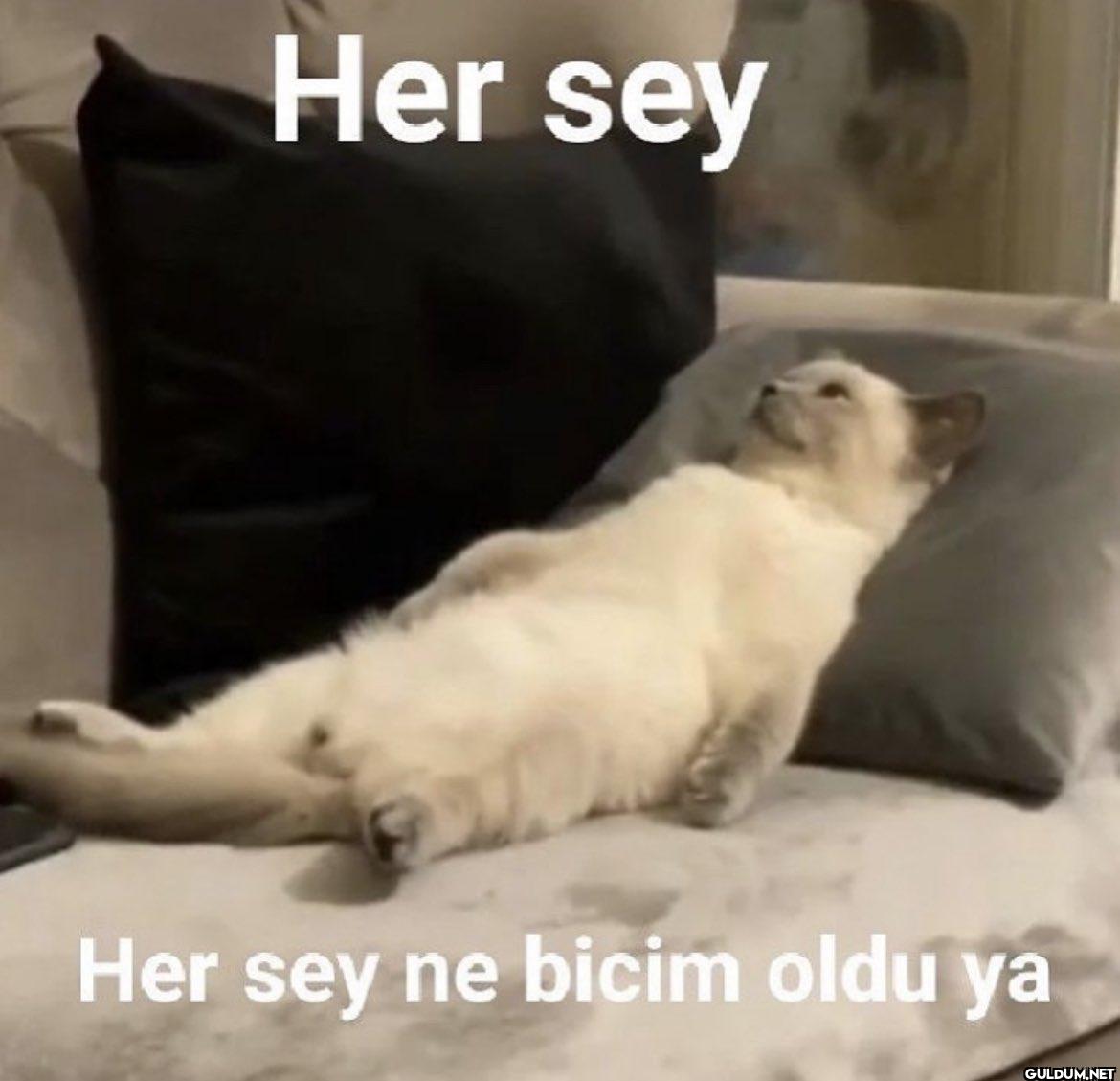 Her sey Her sey ne bicim oldu ya