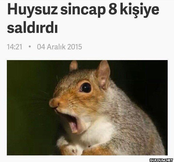 Huysuz sincap 8 kişiye...