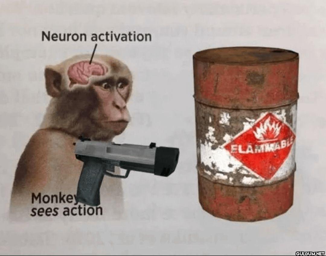 Neuron activation Monkey...