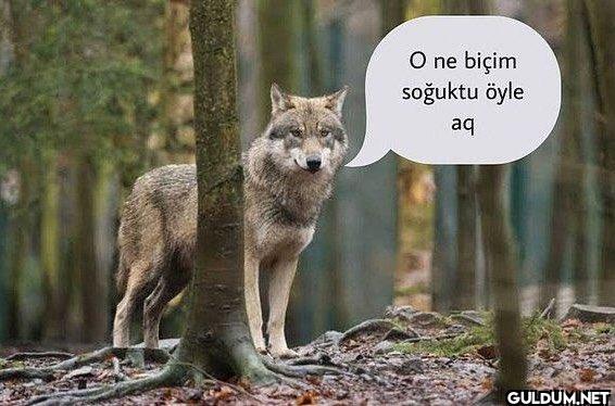 Kış mevsimini atlatmanın...