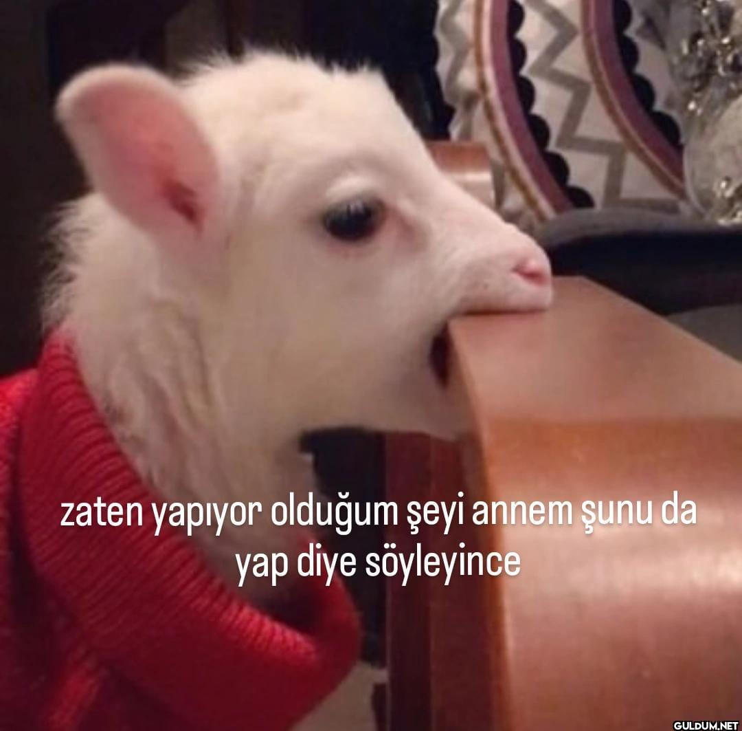 zaten yapıyor olduğum şeyi...