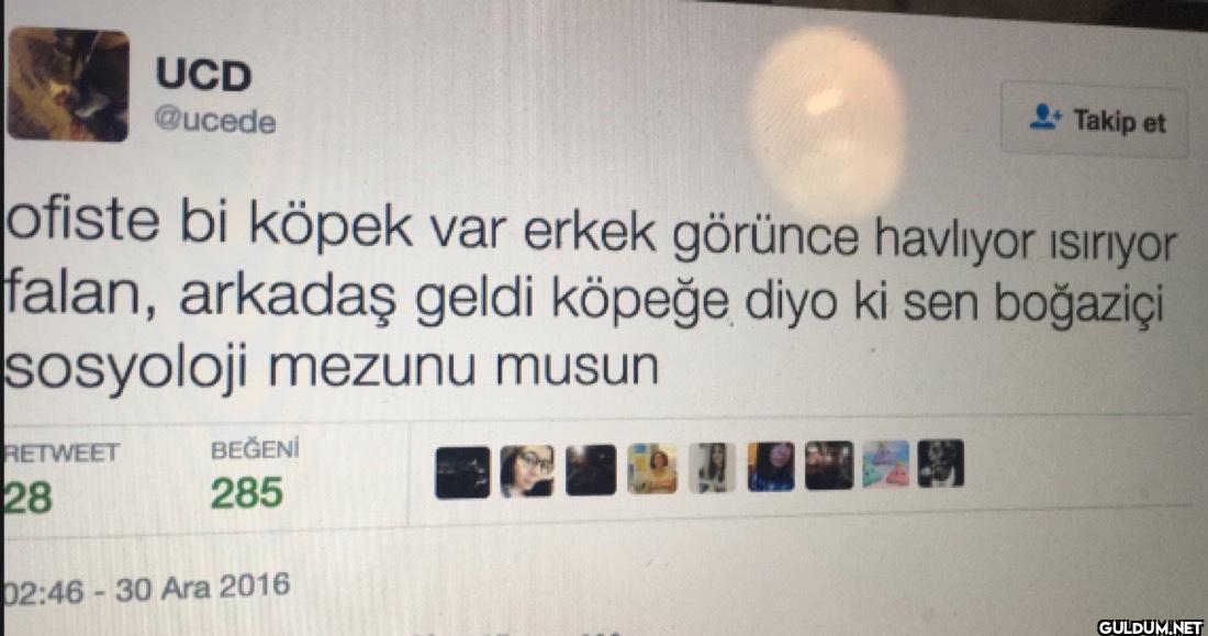 Takip et ofiste bi köpek...