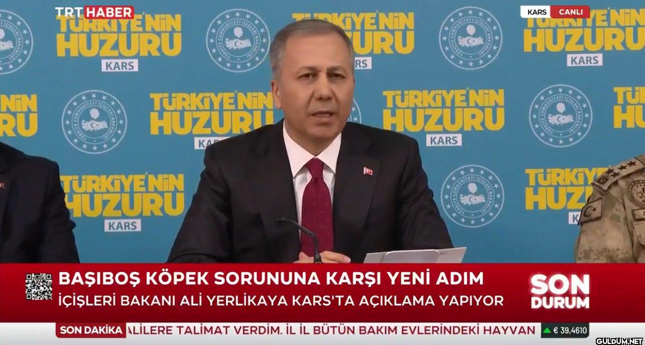 Tüm sahipsiz köpekler...