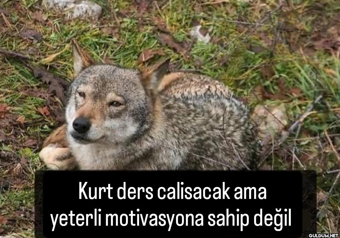 Kurt ders calisacak ama...