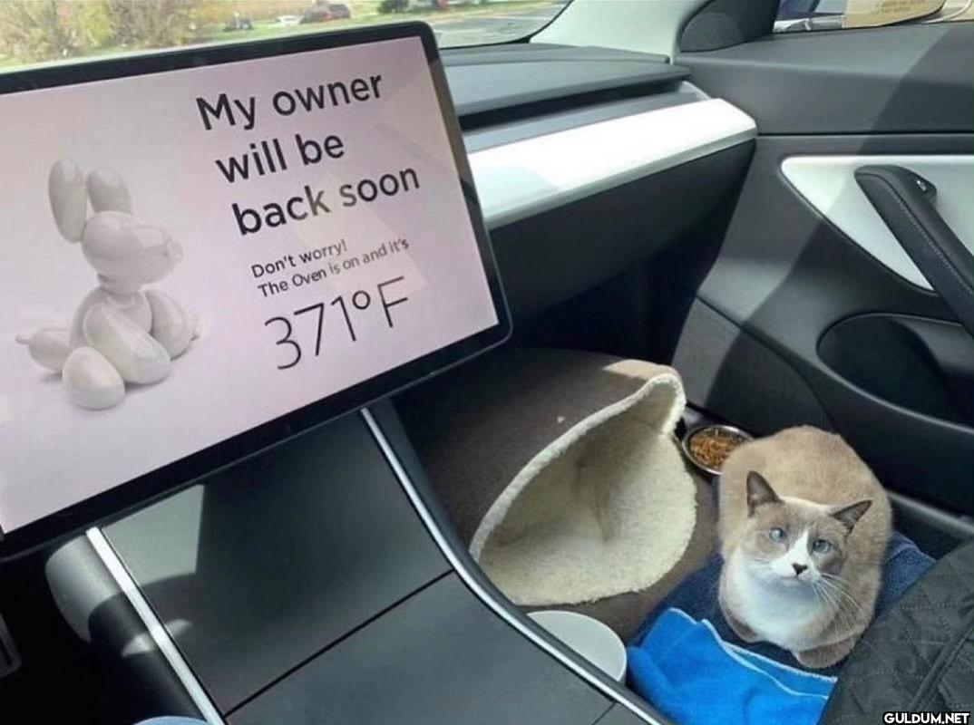 My owner will be back soon...