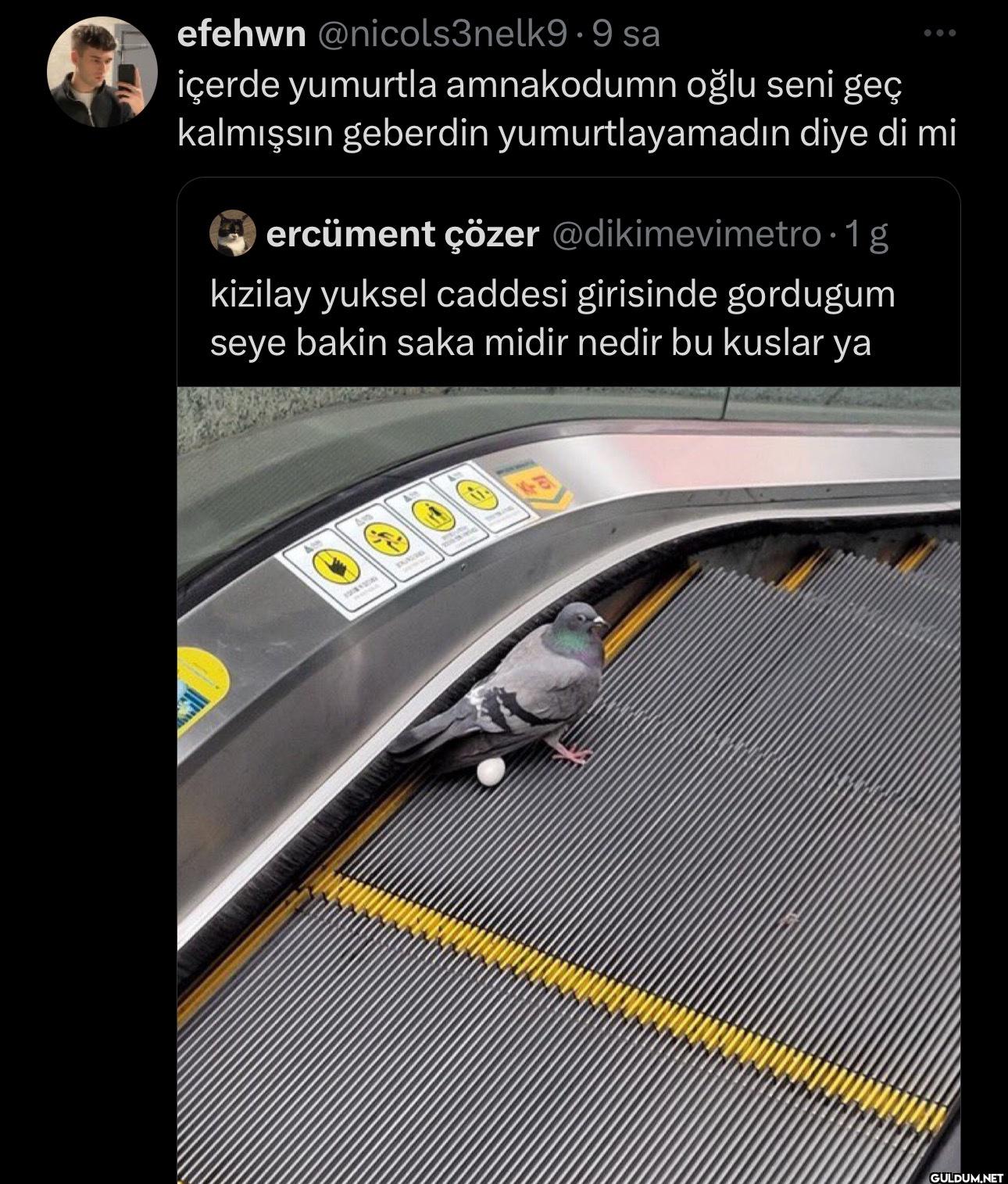 sa içerde yumurtla...