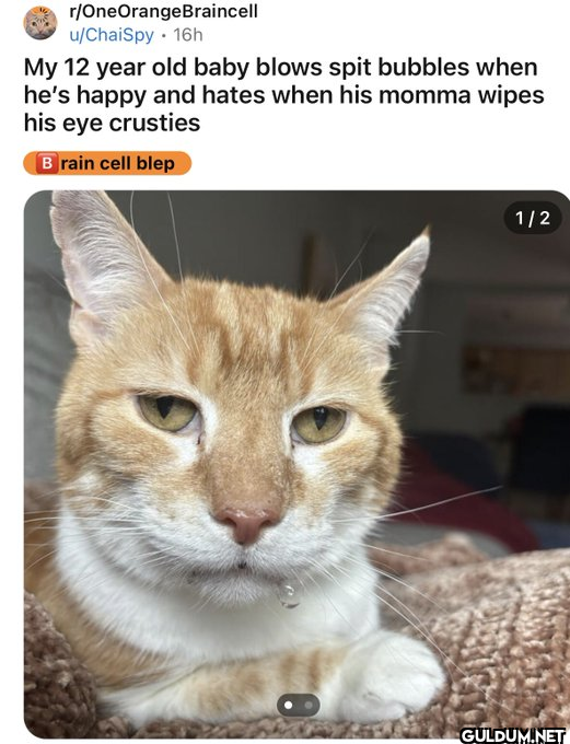 r/OneOrangeBraincell...