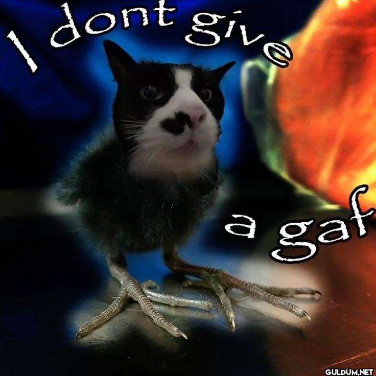 I dont give a gaf
