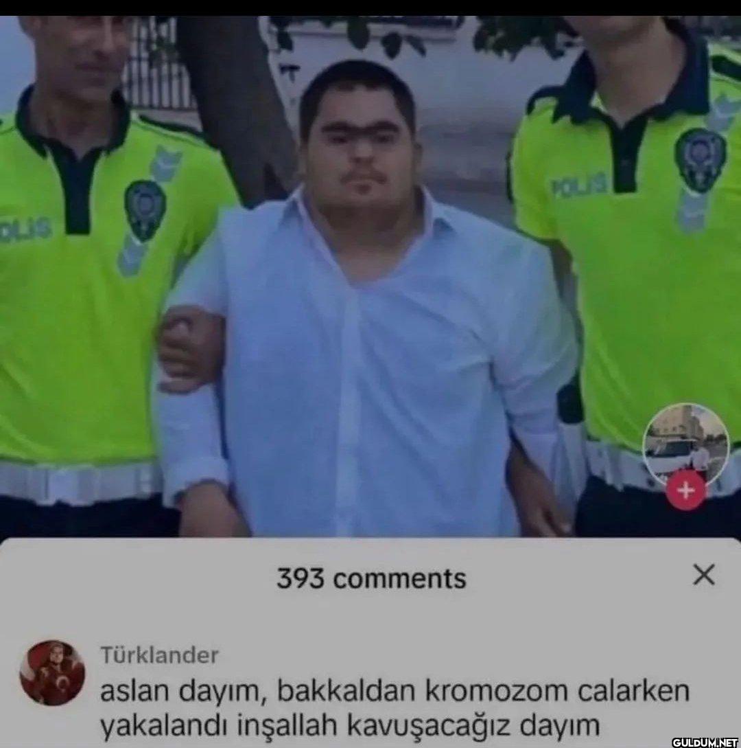 OLIS POLIS 393 comments...