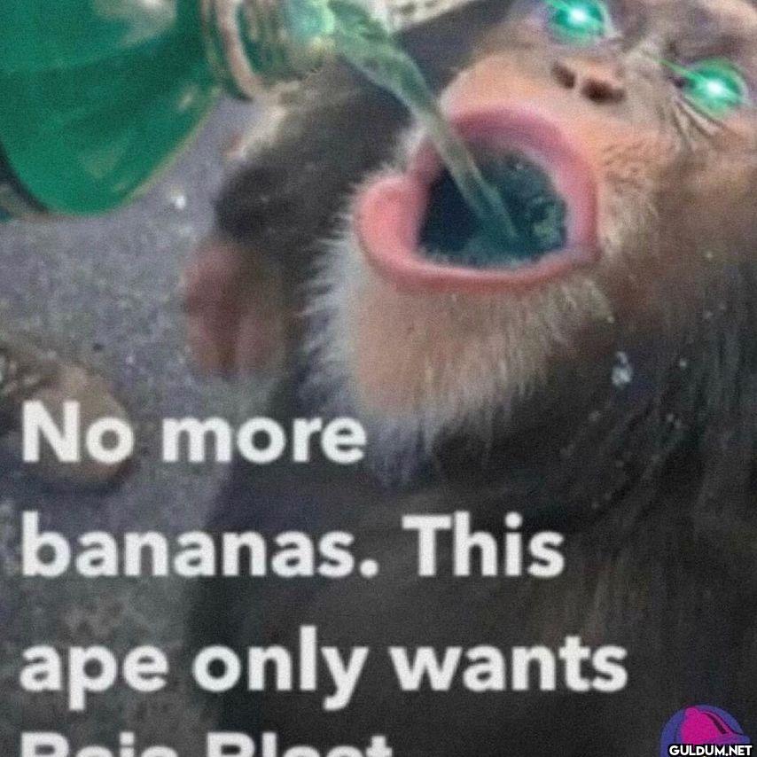 No more bananas. This ape...